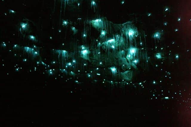 Waitomo caves glow worms in New Zealand
