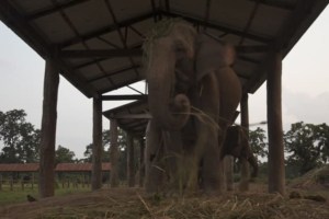 Visit elephant breeding centre in Nepal