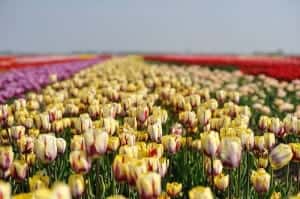 Best place to see tulips in Holland