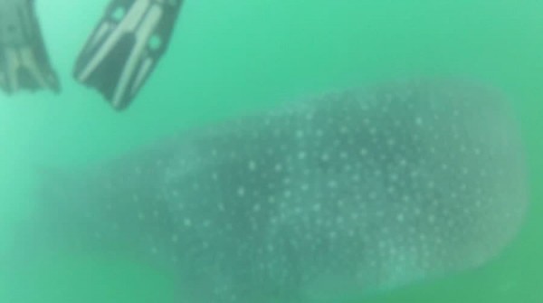 Whale Sharks in Donsol Philippines