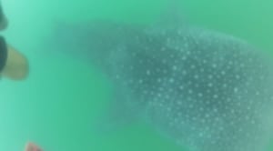 Where to see whale sharks