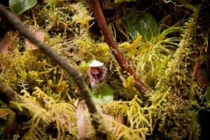 A rare orchid growing amongst the moss