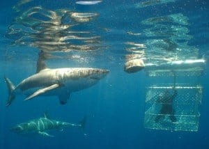 Shark Cage diving in Australia