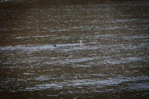 Basking sharks off the coast of Arran