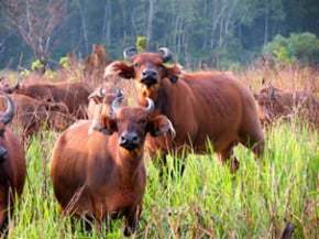 gabon forest buffalo wildlife