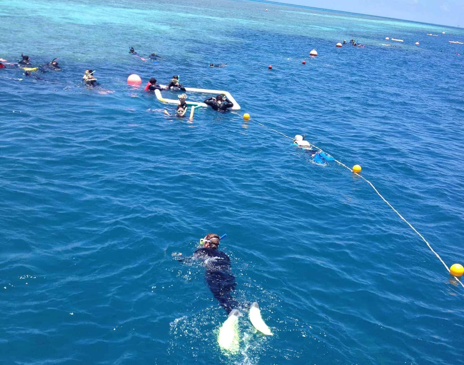 Snorkelling the great barrier reef