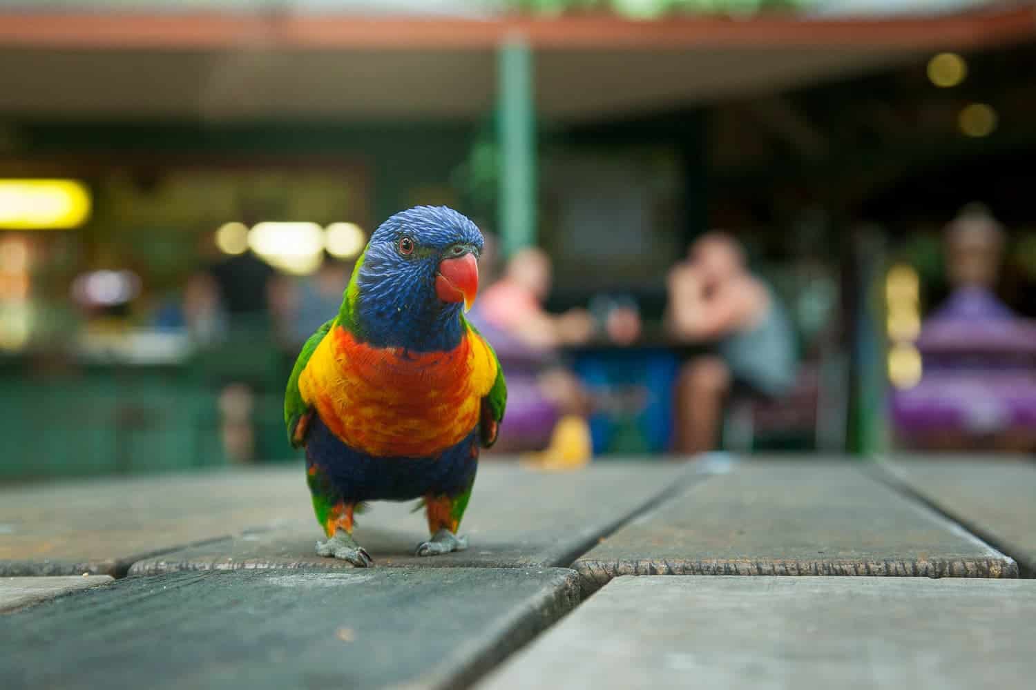 Rainbow Lorikeets