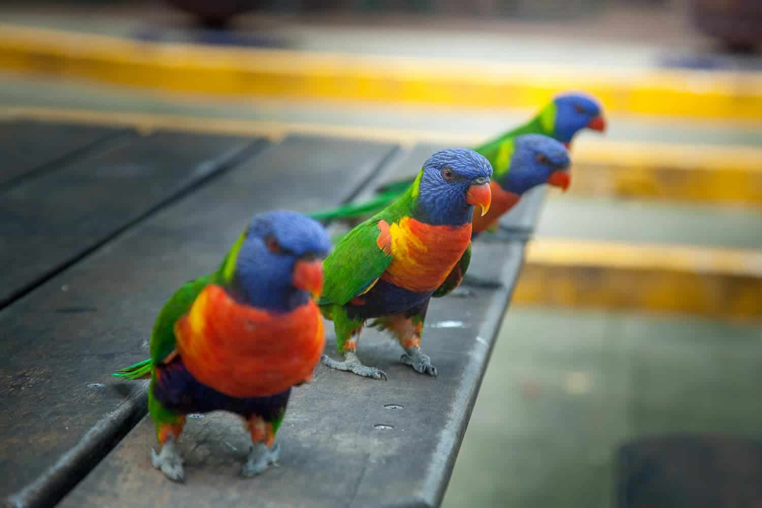 Lorikeets