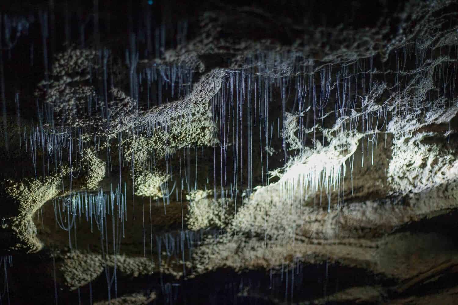 Glow worm Waitomo caves review