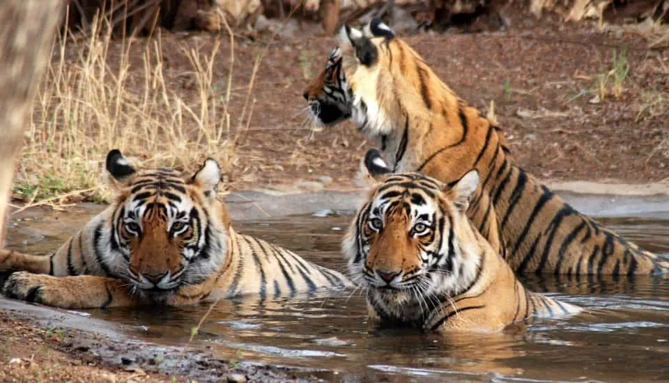 Indian Tigers