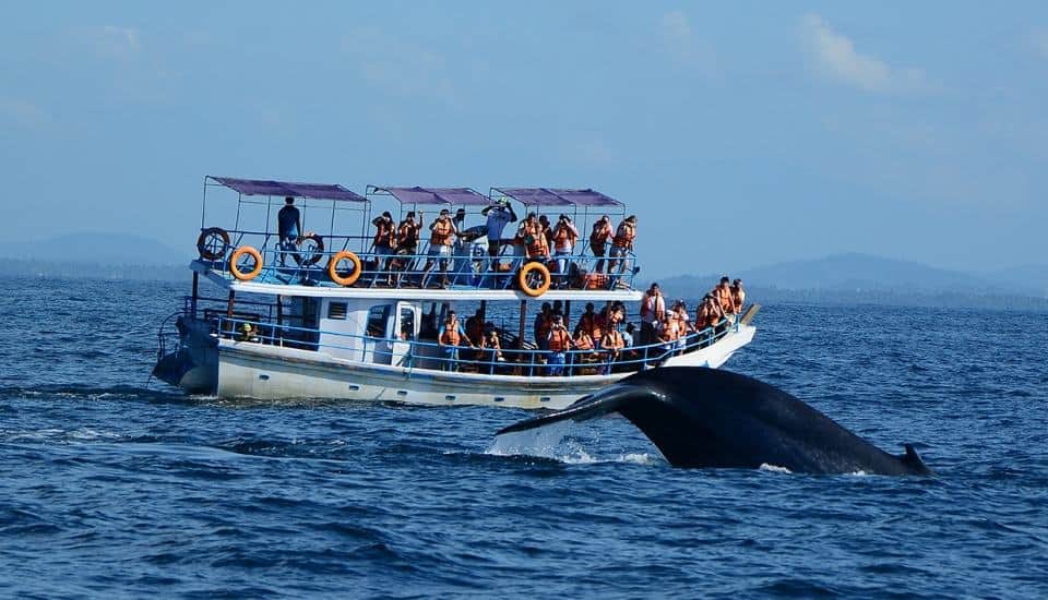 Sri Lanka Whale Watching
