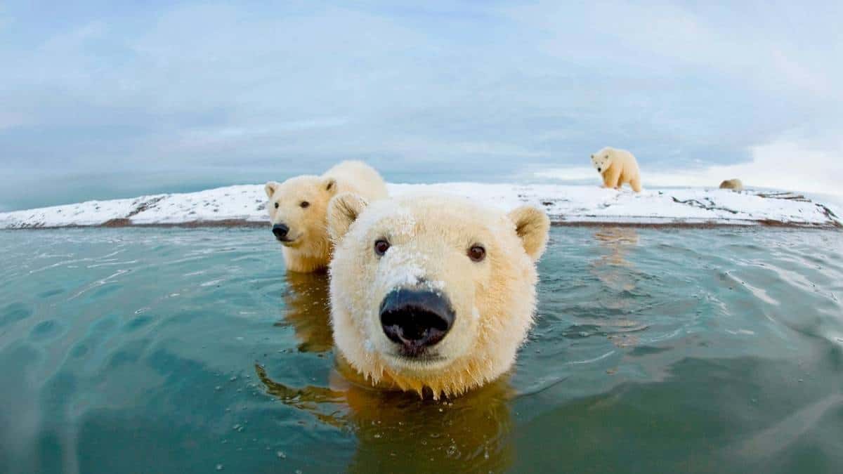 Artic polar bears