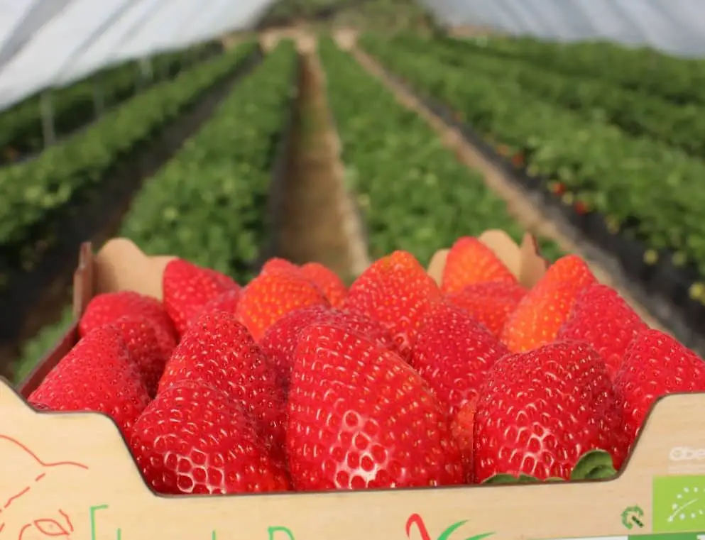 The best strawberries from Andalucia